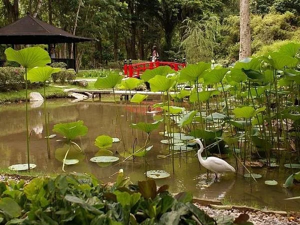 Botanical Garden (Jardim Botanico)