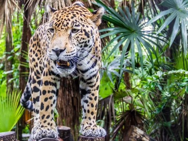 Belize City Tour and Belize Zoo - Shore Excursion