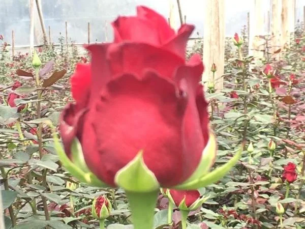 Roses plantations and Otavalo Market Tour from Quito - Ask for a quotation if you are more than 2 people.