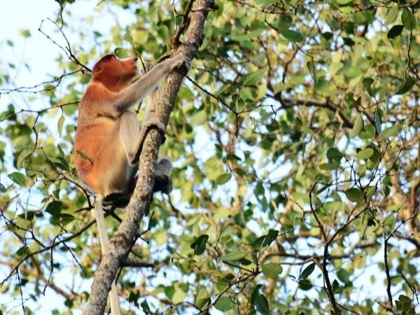Tour Sun bear & Proboscis Monkey Full Day Tour