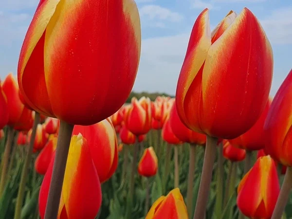 2025 Keukenhof Tulips, Half Day Private Tour