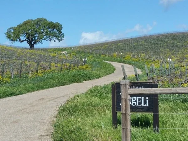 Biking and Tasting Tour of Santa Barbara Wine Country