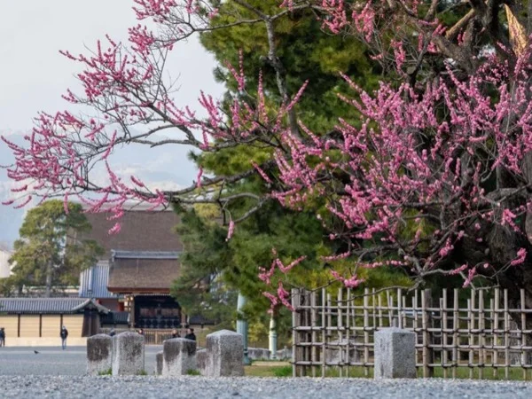 Your Own Kyoto Full Day Tour with professional guide and photographer