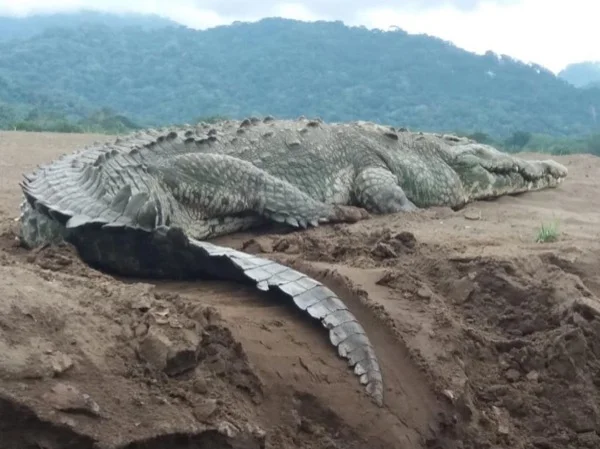 Carara National Park Crocodile stories