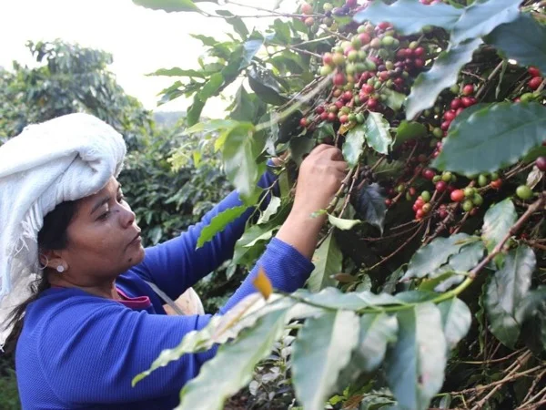 Sumatra Arabica Coffee Three Day Tour