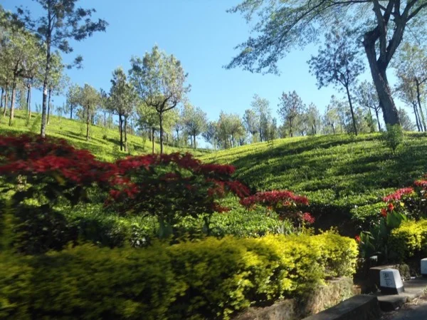 Private Half Day Tour in Tea Plantation and Spice Garden in Kandy