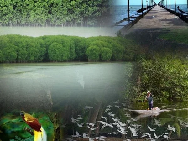 Mangroves Island nature tour from Kozhikode