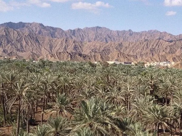 Full Day Fujairah Sight Seeing Tour