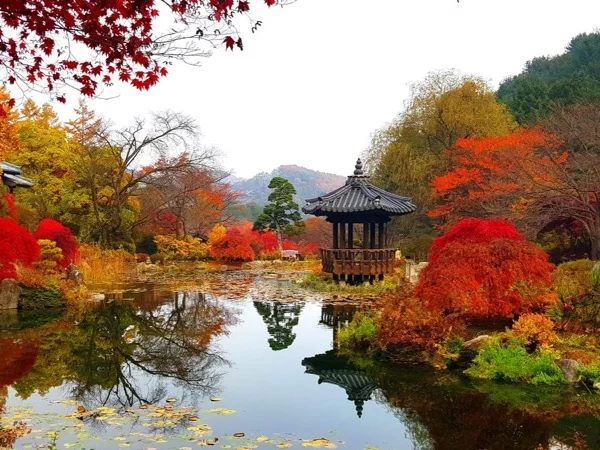 Nami Island, Petite France & The Garden of Morning Calm - Private tour from Seoul
