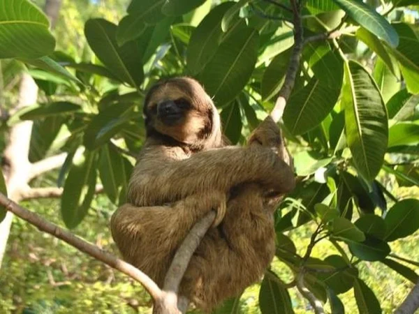 Daniel Johnson Monkey & Sloths Island Tour Combo