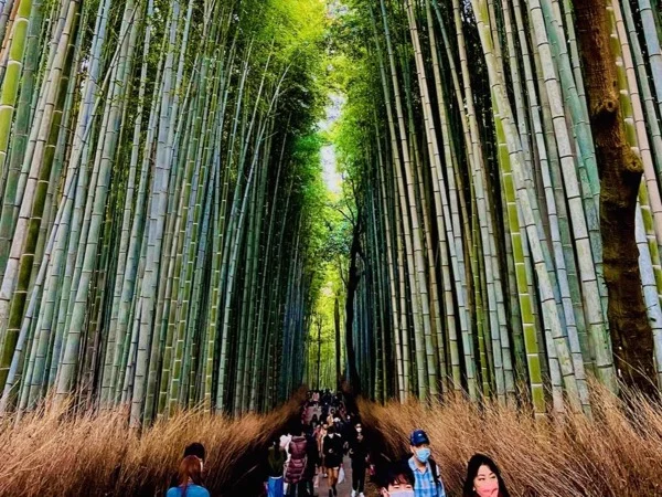 Arashiyama Bamboo Grove Day Trip &amp; Monkey Park