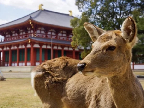 Sunrise to sunset: the ultimate Nara experience