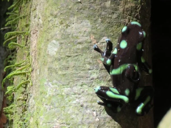 Carara Rainforest Wildlife Watching Tours