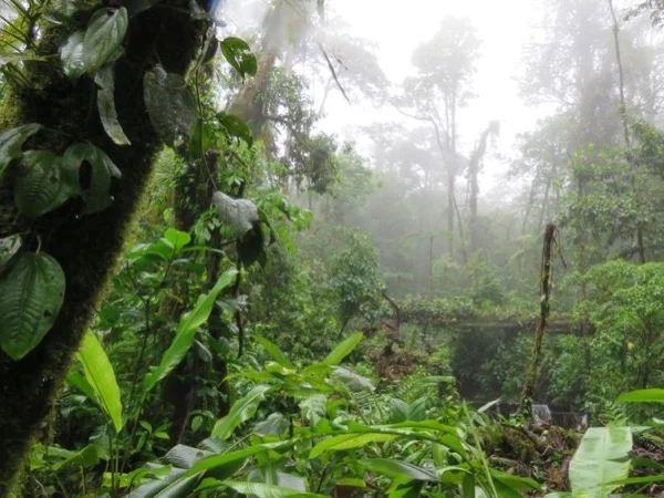 Puntarenas-Monteverde Cloud Forest